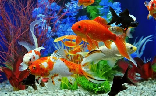Mơ thấy cá cảnh điềm báo gì, số mấy?