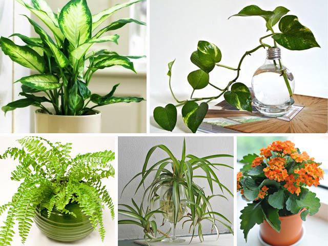 Mơ thấy cây cảnh trong sân điềm báo gì, số mấy?