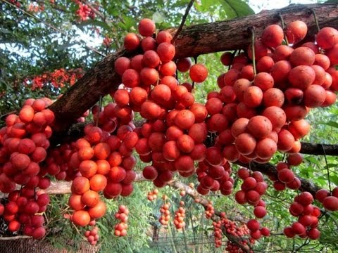Mơ thấy cây sai quả số mấy?