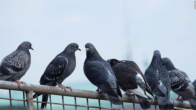Mơ thấy chim bồ câu điềm báo gì, số mấy?