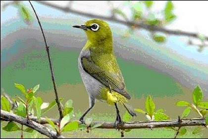 Mơ thấy chim đậu điềm báo gì, số mấy?