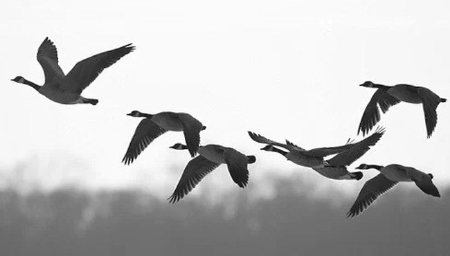 Mơ thấy chim trời điềm báo gì, số mấy?