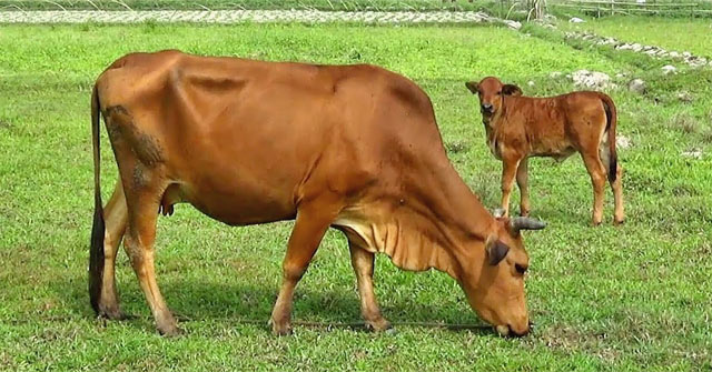 Mơ thấy con bò điềm báo gì, số mấy?