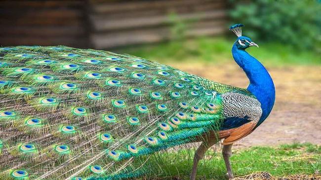 Mơ thấy con Công điềm báo gì, số mấy?