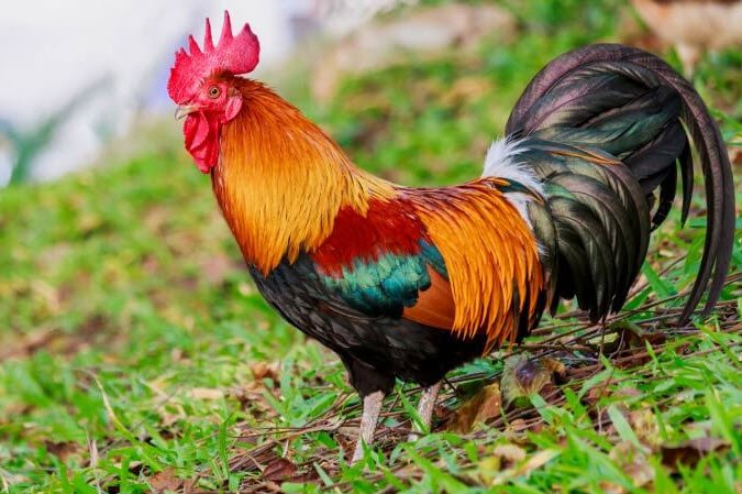 Mơ thấy con gà điềm báo gì, số mấy?