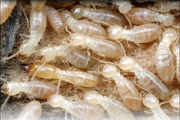 Mơ thấy con mọt mối, điềm báo gì, số mấy?